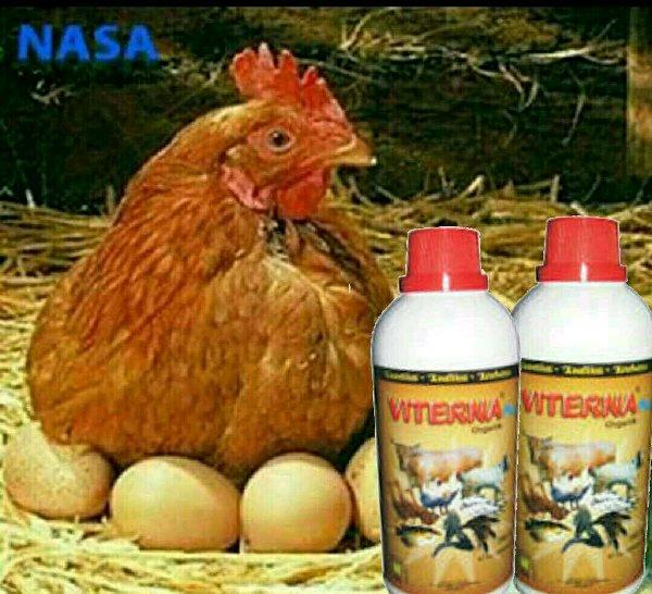 VITERNA PLUS Vitamin Ayam Petelur