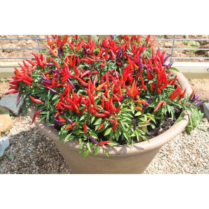Best Seller!!! Bibit / Benih / Seeds Cabe Pedas Ornamental Sangria Pepper Unik Murah Minimalis