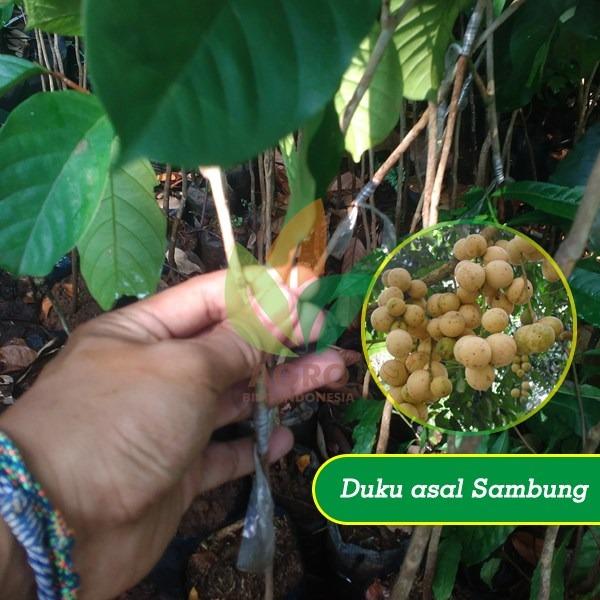 Bibit Buah Duku Lokal asal Sambung