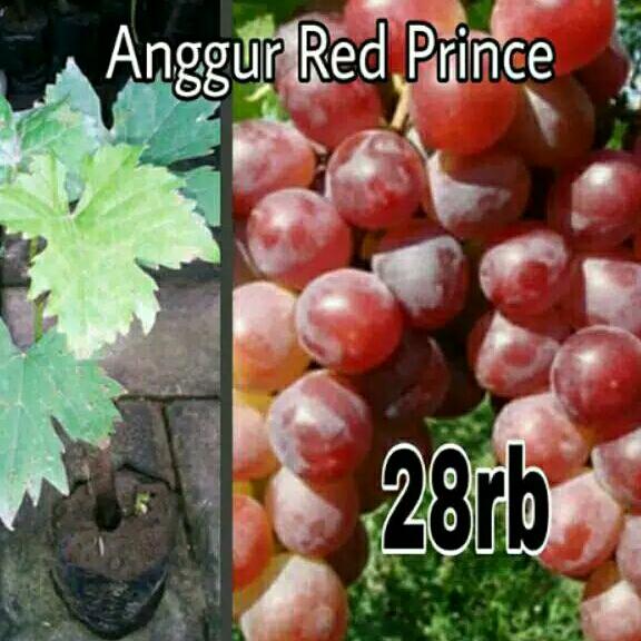 Bibit Tanaman Buah Anggur Merah Red Prince