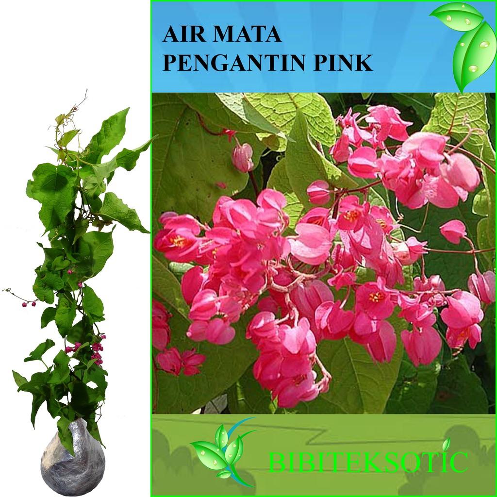 Tanaman Air Mata Pengantin Pink (Tinggi 60-80 Cm)