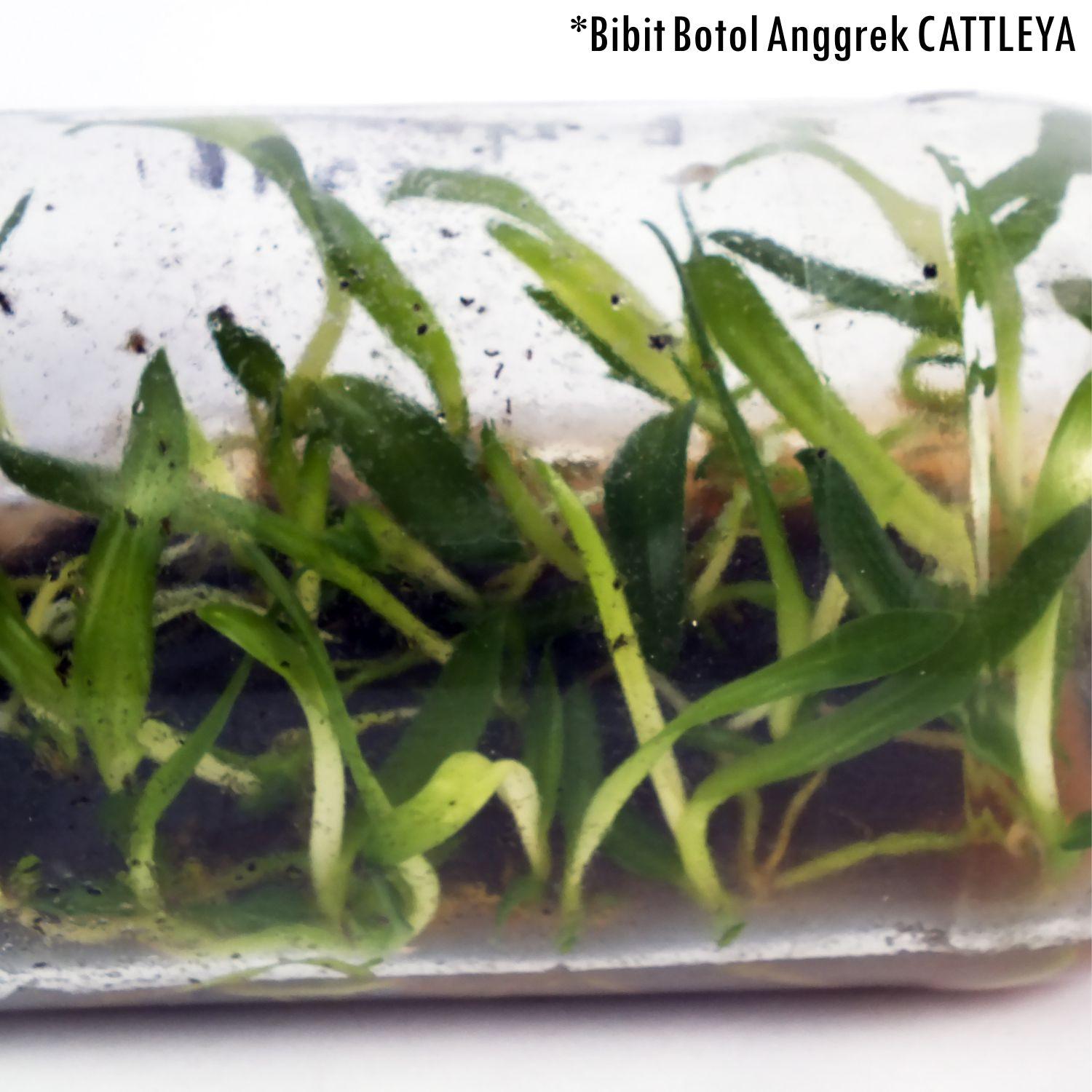 Sumber Plastik - Bibit Bunga Anggrek CATTLEYA Anggrek Botol