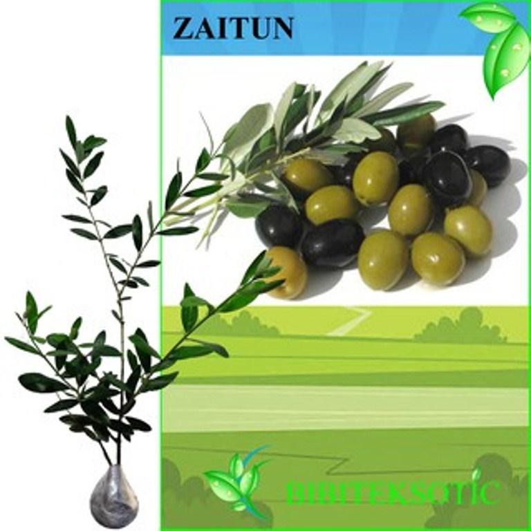 Bibit Eksotic Zaitun