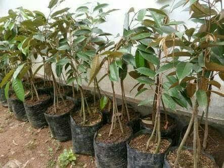 bibit tanaman buah durian bawor kaki 3