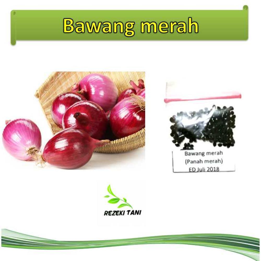 Benih Bibit Bawang Merah Tuk Tuk