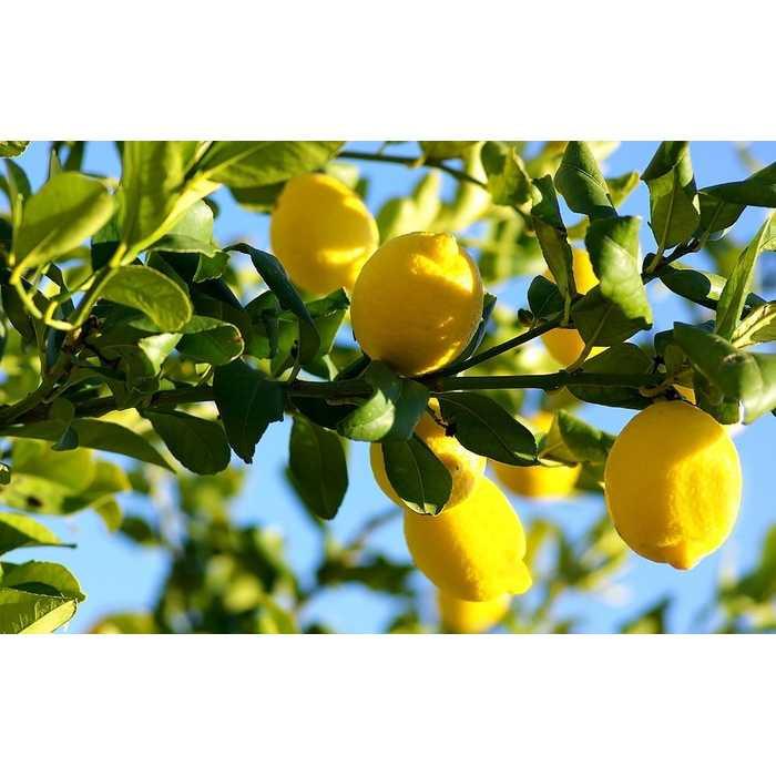 Bibit / Benih / Seed Buah Jeruk Lemon Import Unik Murah Minimalis