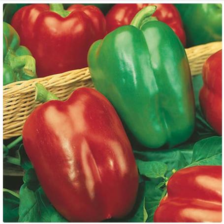 Benih Paprika Merah Pepper (Sweet) CALIFORNIA WONDER