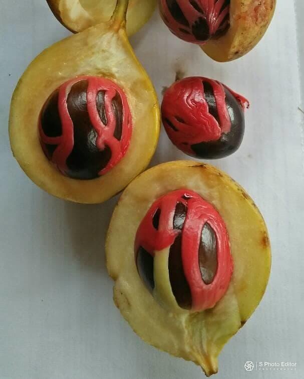 bibit pohon buah pala