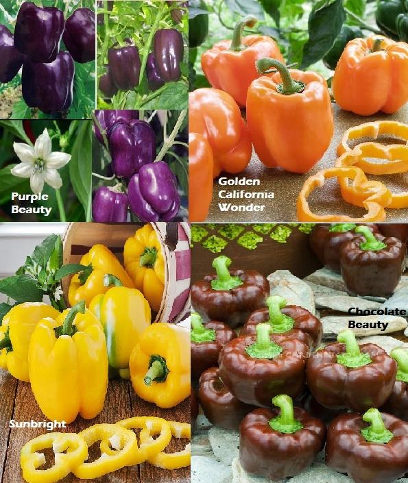Amefurashi Paket Hemat Benih Bibit Sayur Paprika