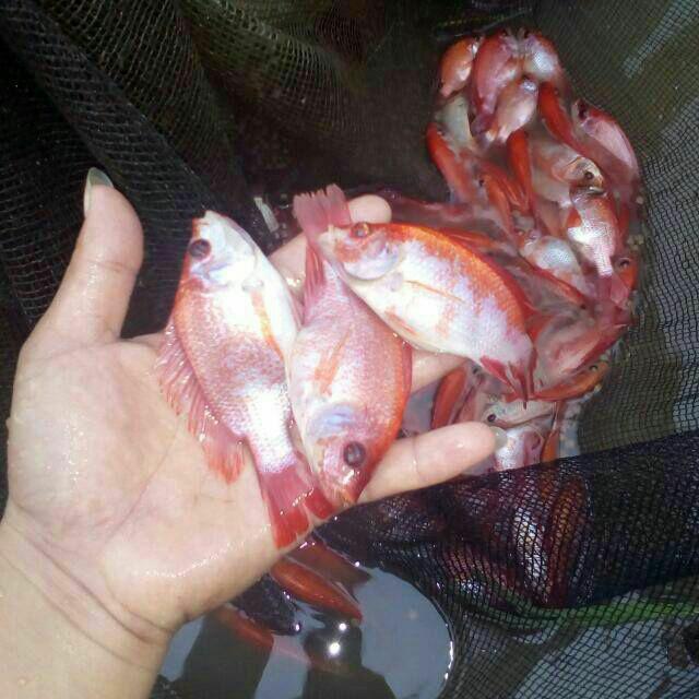 Ikan