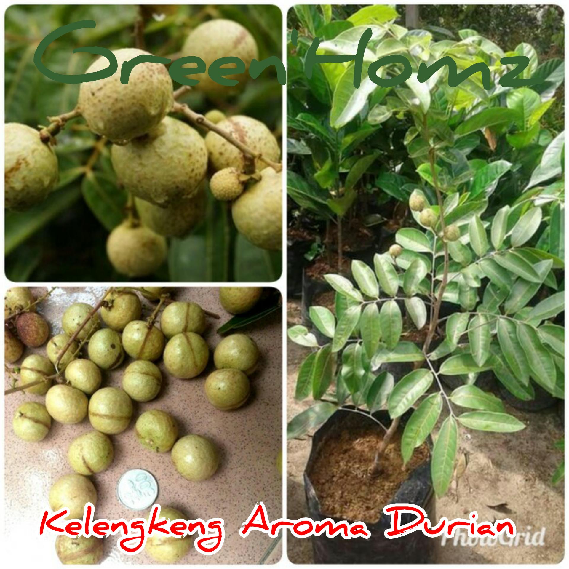 bibit buah kelengkeng aroma durian