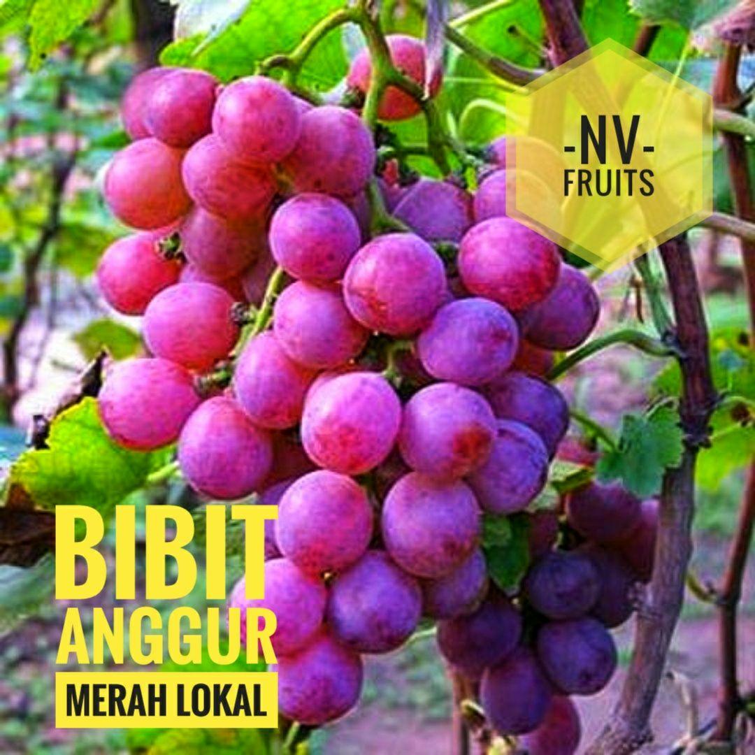 Bibit Buah Anggur Merah Lokal
