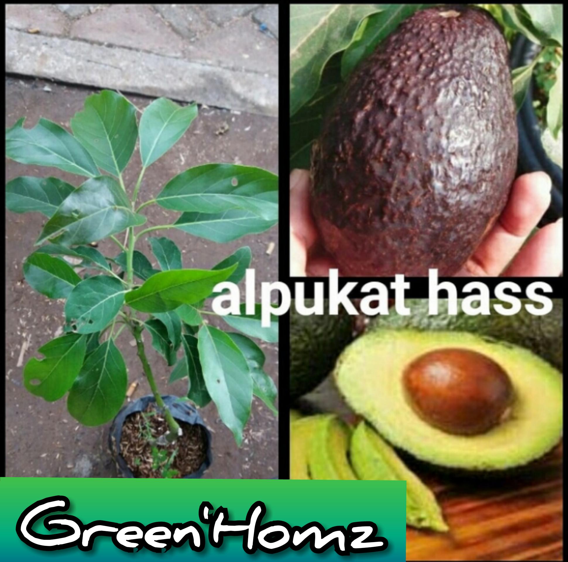 bibit buah alpukat hass 40/60cm