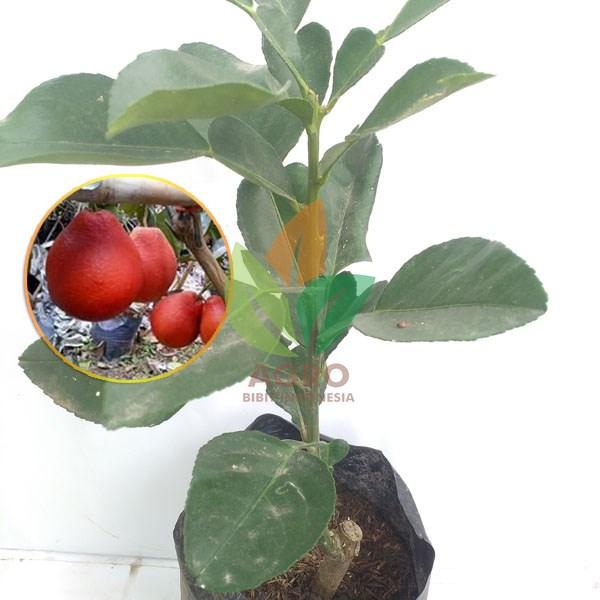 Bibit Jeruk Pamelo Merah asal Okulasi