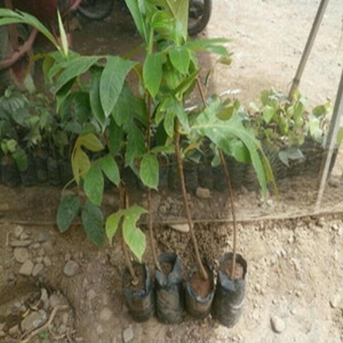 Bibit Tanaman Buah Sukun Unggul