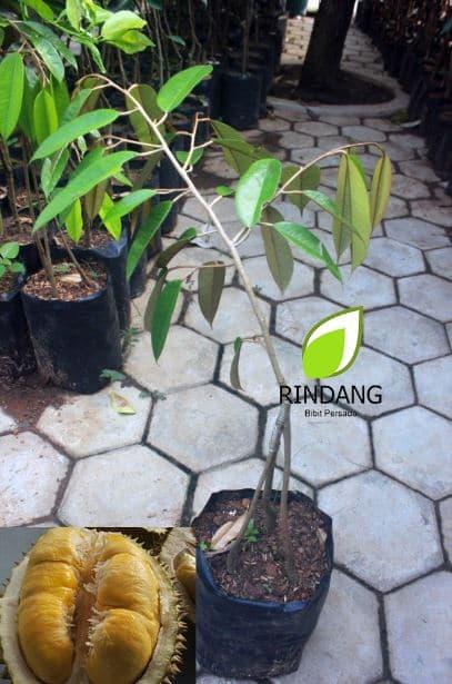 Bibit Durian Bhinneka Bawor Kaki 3 | Berbuah 3 Kali dalam Setahun