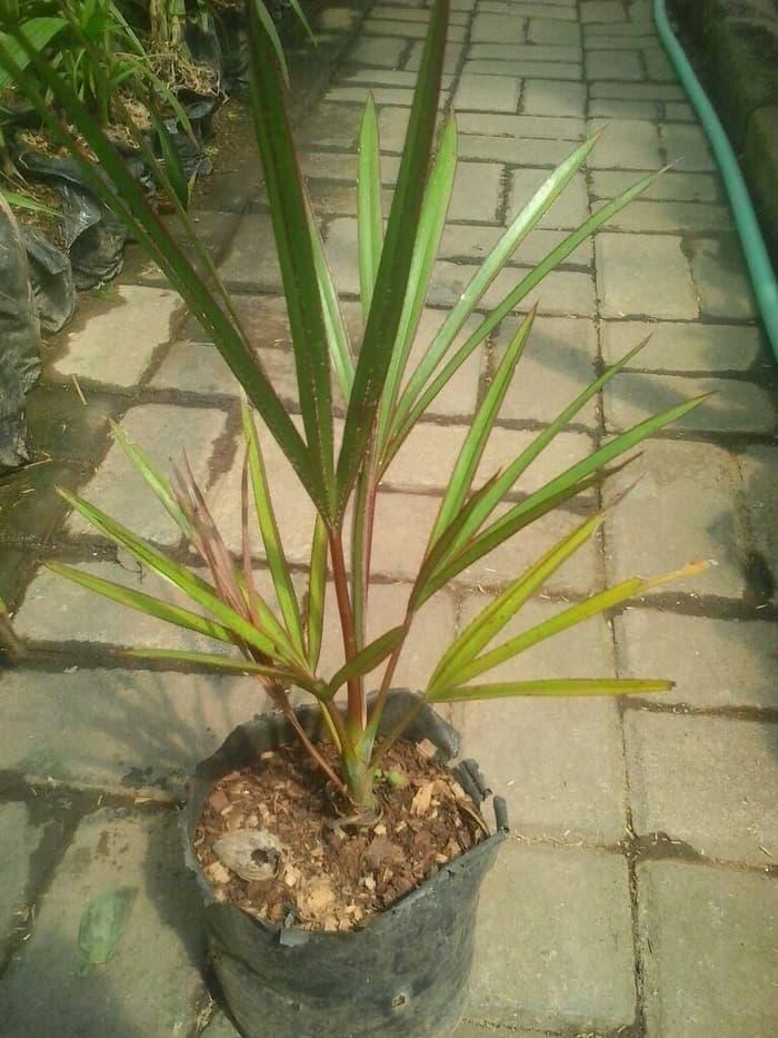 Bibit Tanaman Hias Palem Anggur Merah 30cm