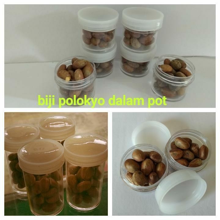 Biji polokyo pelangsing isi 10 biji