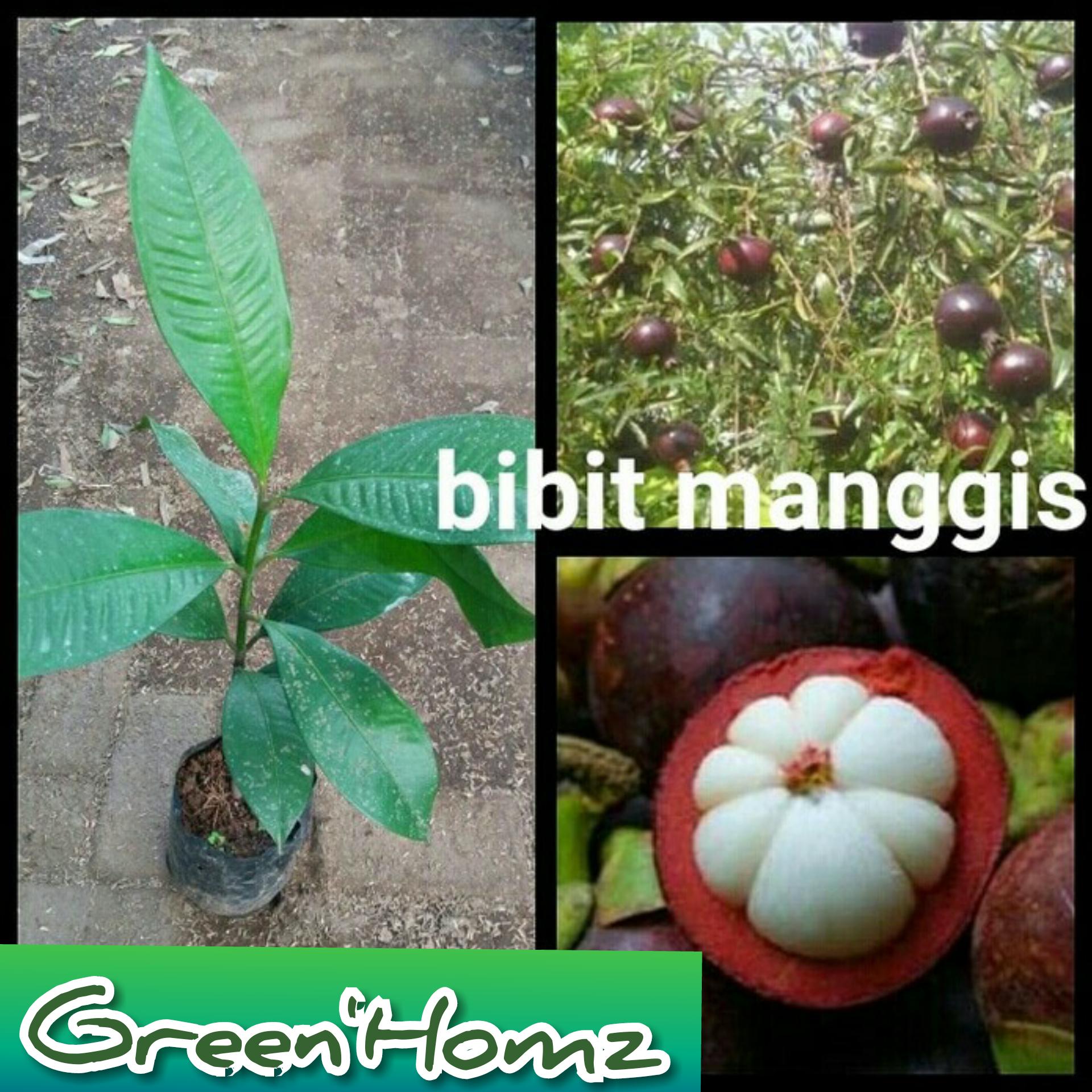 bibit buah manggis 40/50cm