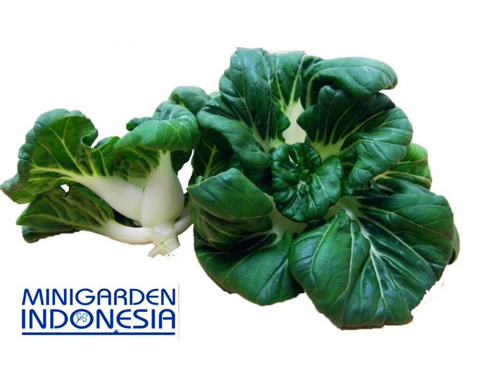 150 BENIH SAWI KAILAN PAK CHOY NAI BAI F1 BIBIT SAYUR SAYURAN HIDROPONIK pak coi pak choi