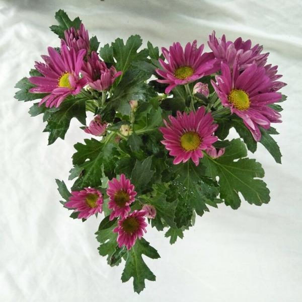 Bibit Tanaman Krisan Aster Fuschia Pink