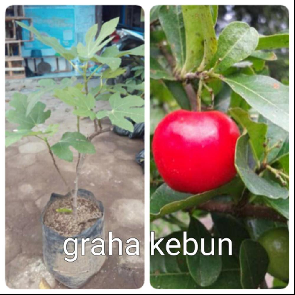 Bibit Buah Tin+ Beach Cerry