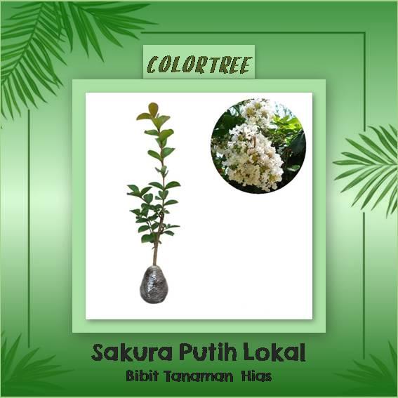 Bibit Tanaman Hias Sakura Putih Lokal 40cm