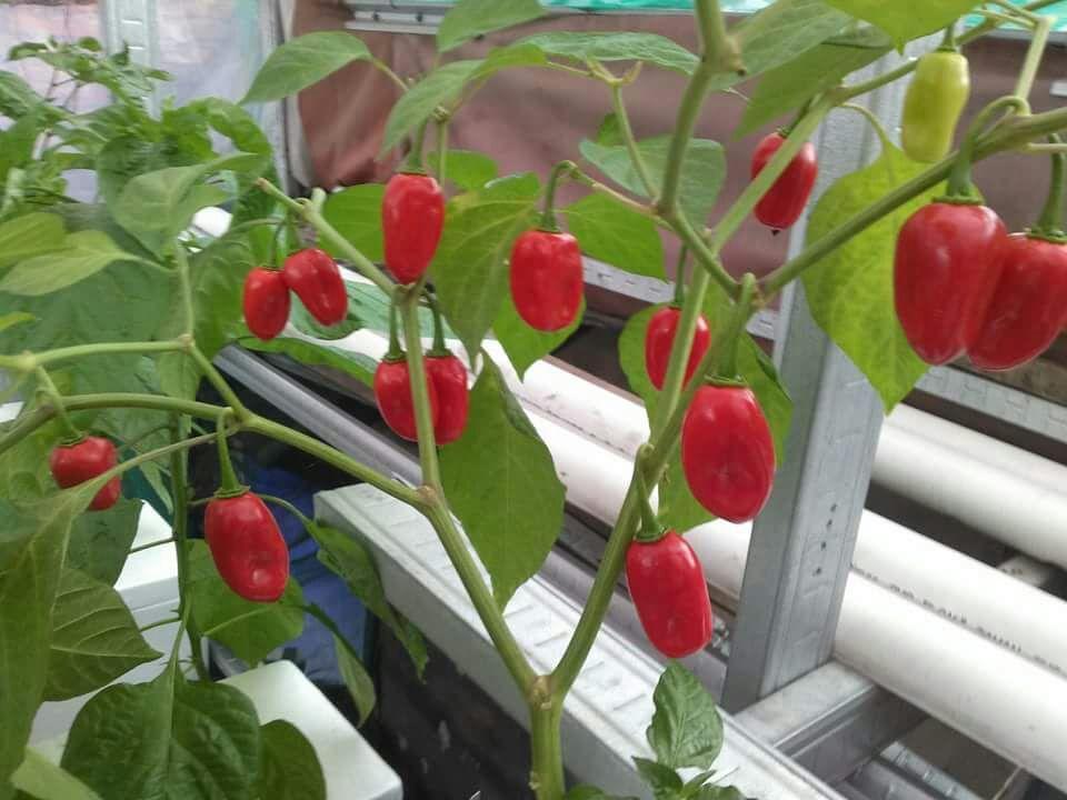 Amefurashi 10 Benih/Bibit/Seeds Apple Habanero Pepper Cabe Unik Mudah Tumbuh