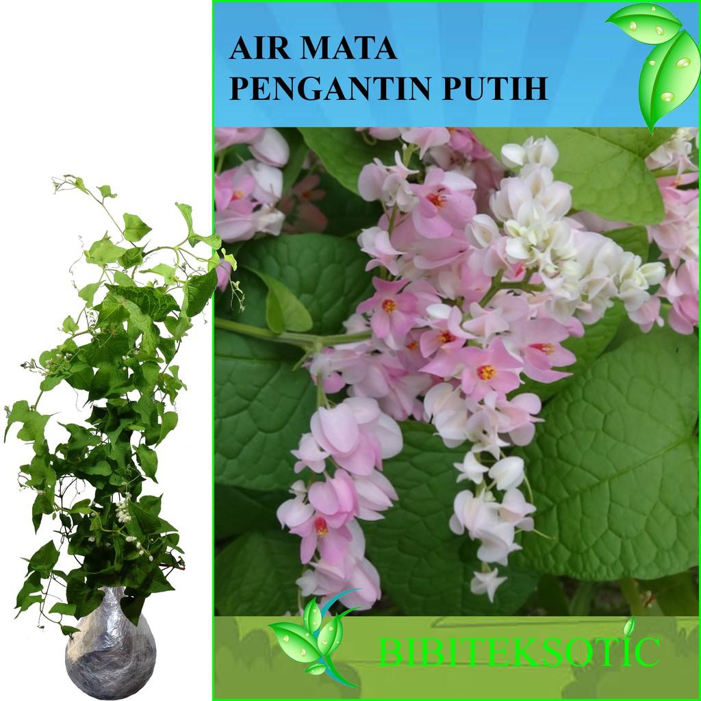 Tanaman Bunga Air Mata Pengantin Putih (Tinggi 60-80 Cm)