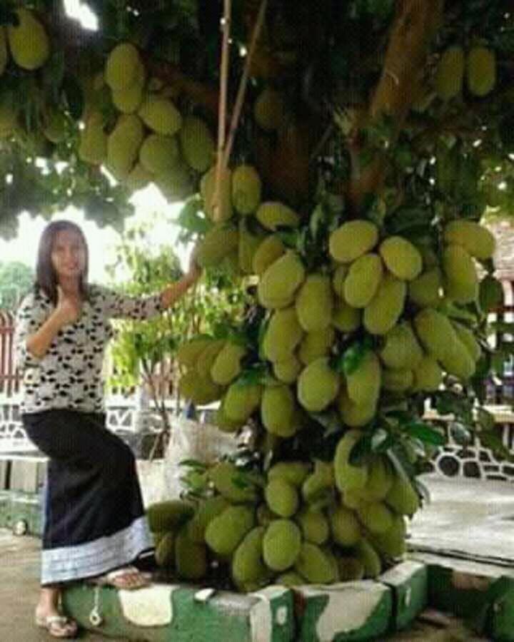 Bibit tanaman buah cempedak madu