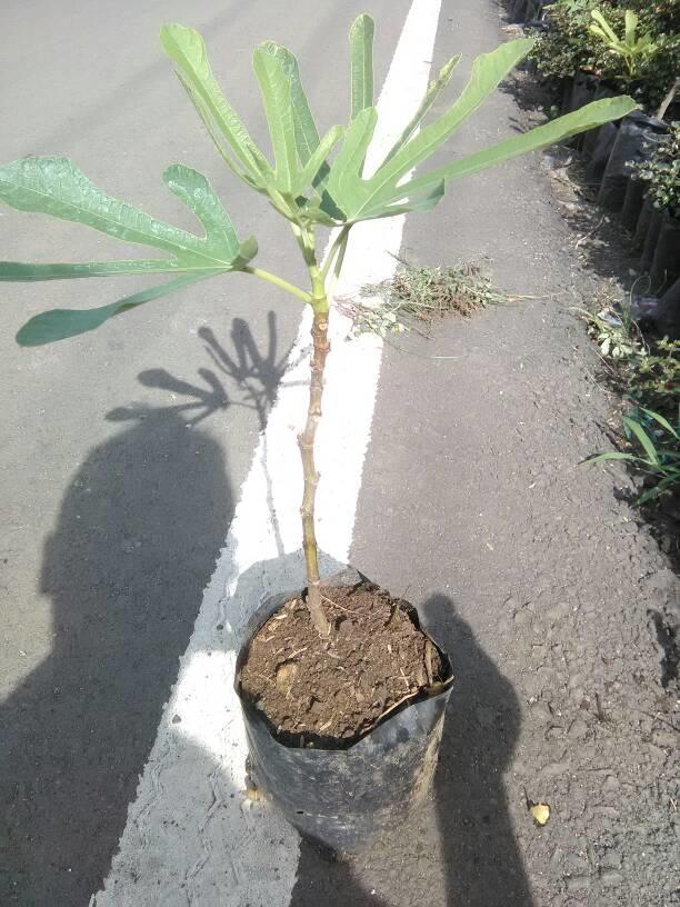 Bibit Buah Tin Siap Tanam - Jenis Tena