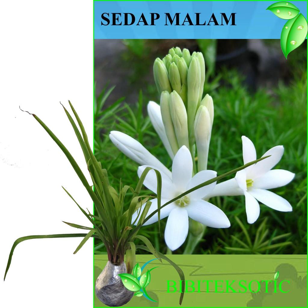 Tanaman Bunga Sedap Malam