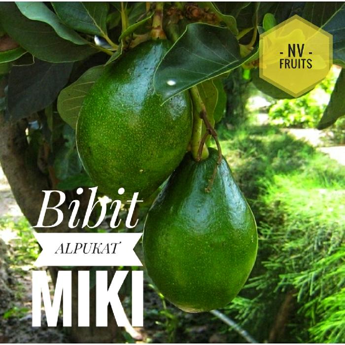 Bibit Buah Alpukat Miki