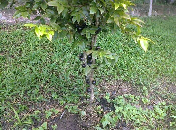 bibit anggur batang/anggur brazil jaboticaba