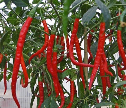 Benih/Bibit Cabe Keriting Ferosa (Bintang Asia)