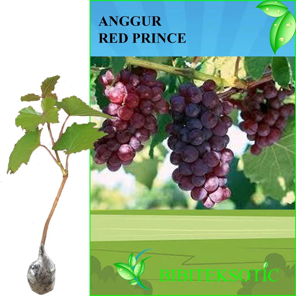 Tanaman Anggur Red Prince