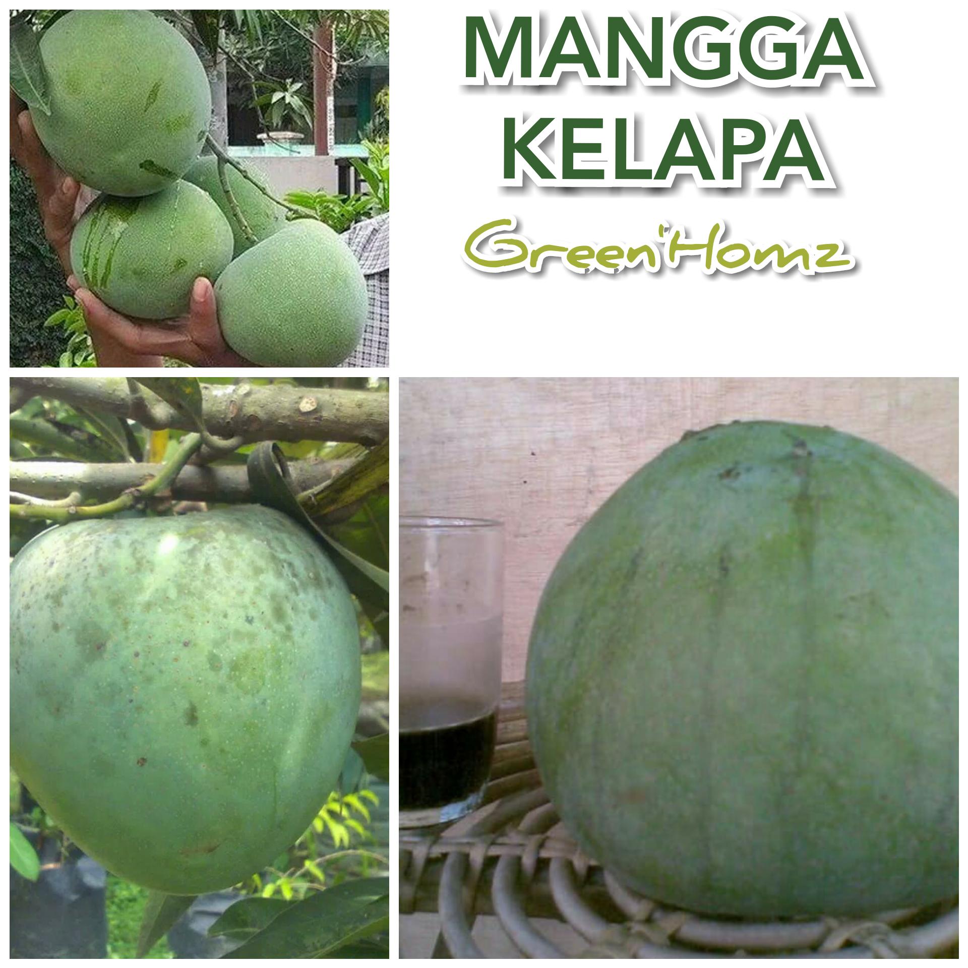 bibit mangga kelapa
