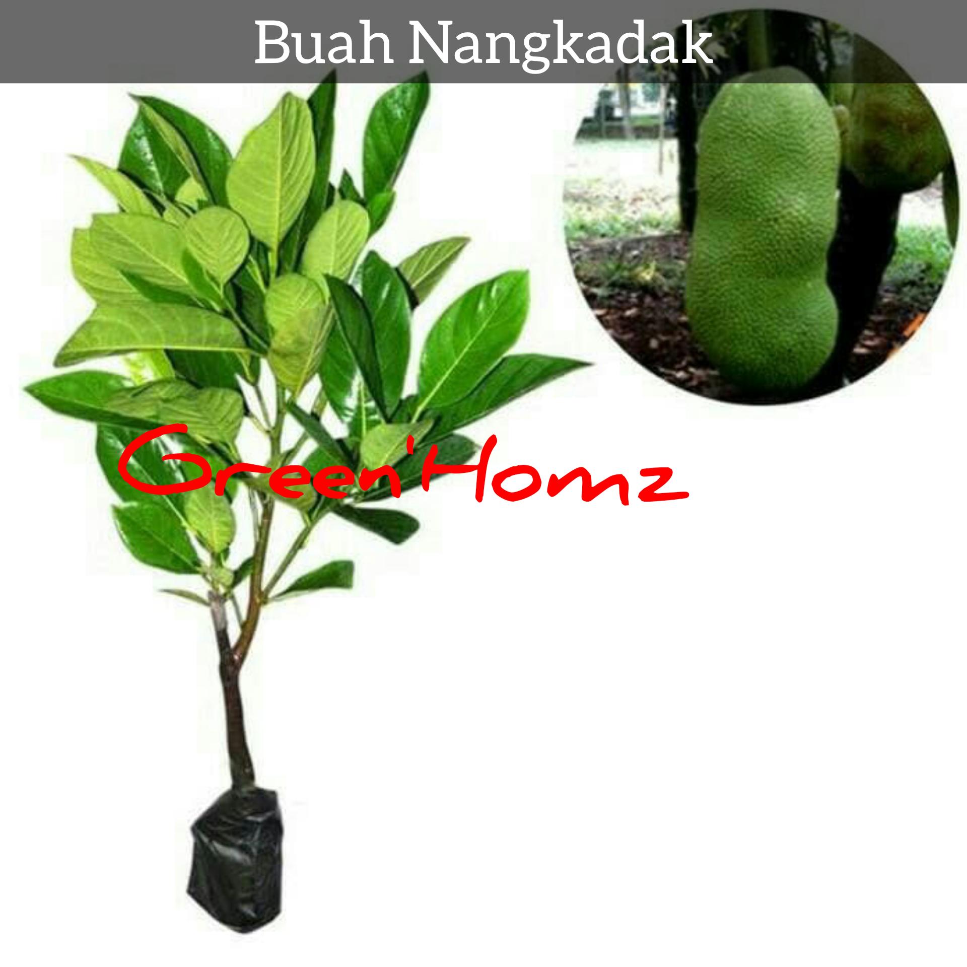 bibit buah nangkadak unggul