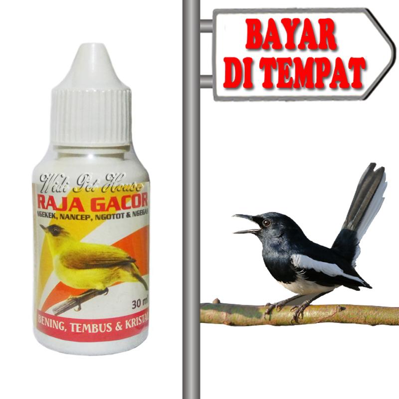 Raja Gacor Vitamin Burung Kicau Murai Kacer Ijo Love Bird Lazada