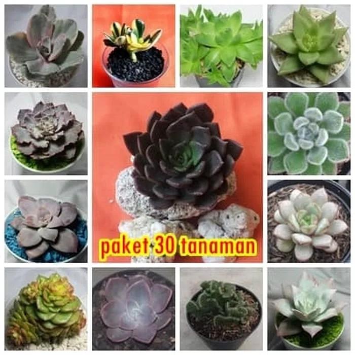 PAKET KAKTUS SUKULEN 30 POT