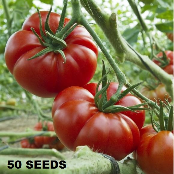 	 BIG SALE 50 biji / bibit / benih TOMAT MAWAR / TOMAT MAWAR KERITING - seed sayur / bibit sayur / bibit buah - TOKO RANITASHOP GROSIR	