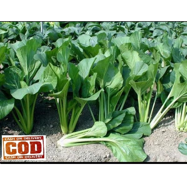 	 BIG SALE - SAWI CAISIM 250 pcs biji / benih / bibit SAWI CAISIM / SAWI UNGGUL - seed sayur / bibit sayur - BISA BAYAR DI TEMPAT ( PROMO / HARGA GROSIR )	