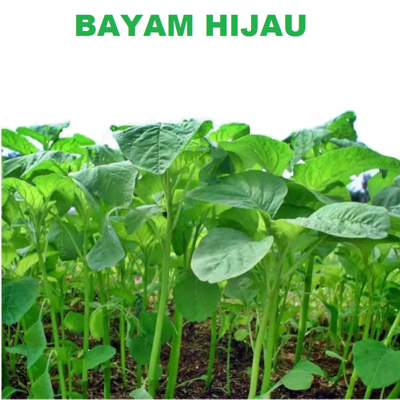 	 BAYAM HIJAU 2000 biji bibit seed seeds Benih Bayam Hijau bayam cabut Sayuran Hidroponik Unggul Berkualitas - Bibit Tanaman Sayur Seribuan TOKO999	