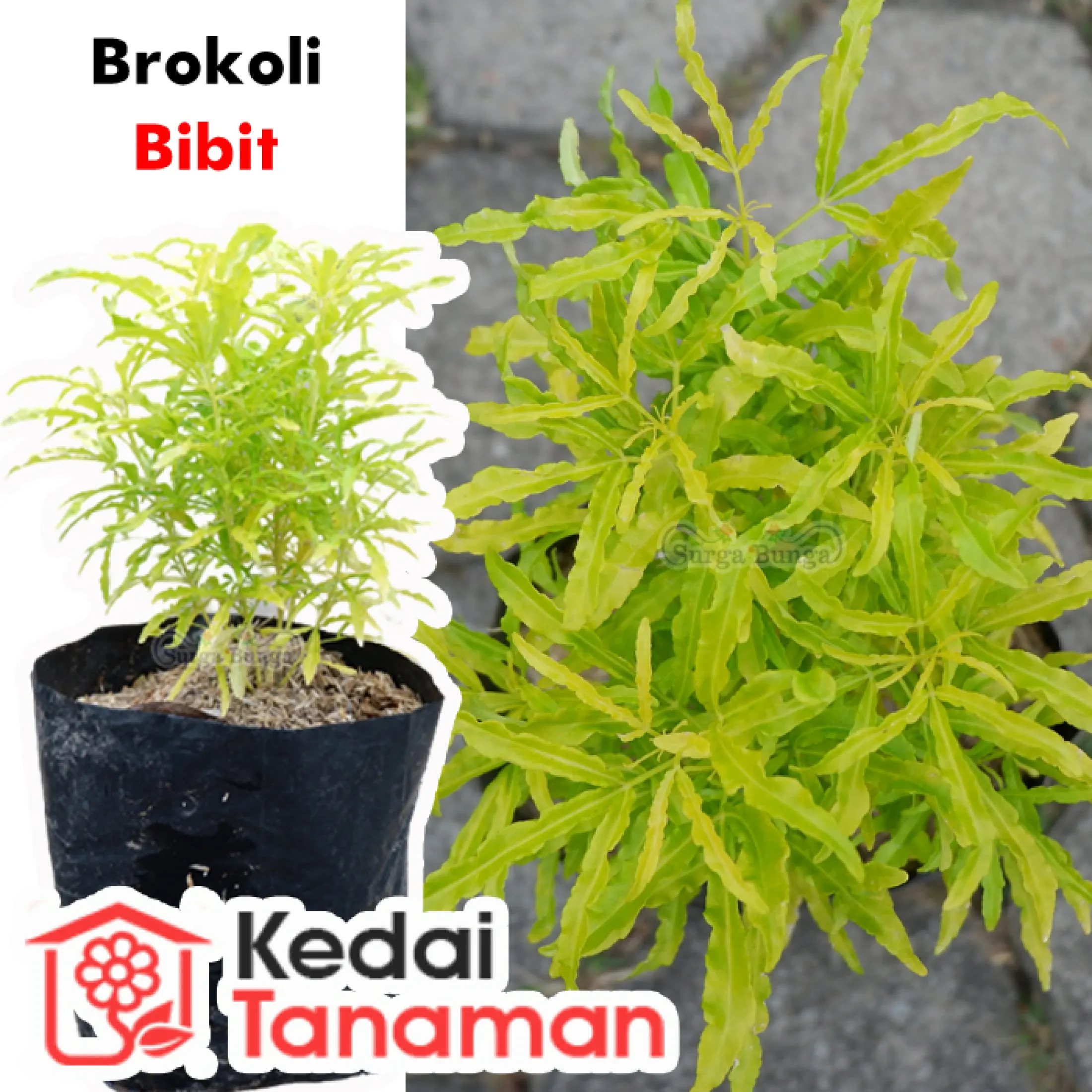 Tanaman Hias Daun Brokoli Kuning Lazada Indonesia