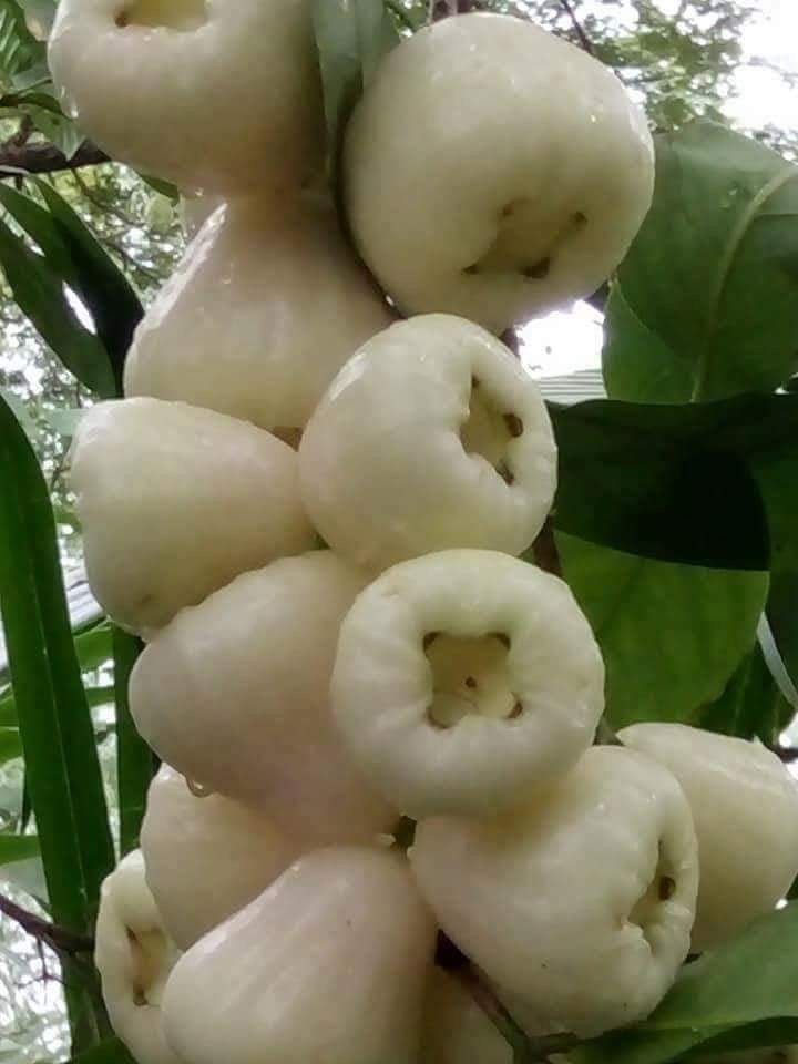 Pohon Jambu Air Putih - Jual Pohon Jambu Air Putih Terbaru Indonesia |  Bibit Jambu Air Putih | Bibit Jambu Air Okulasi | Bibit Jambu Air Super  Manis | www.lazada.co.id