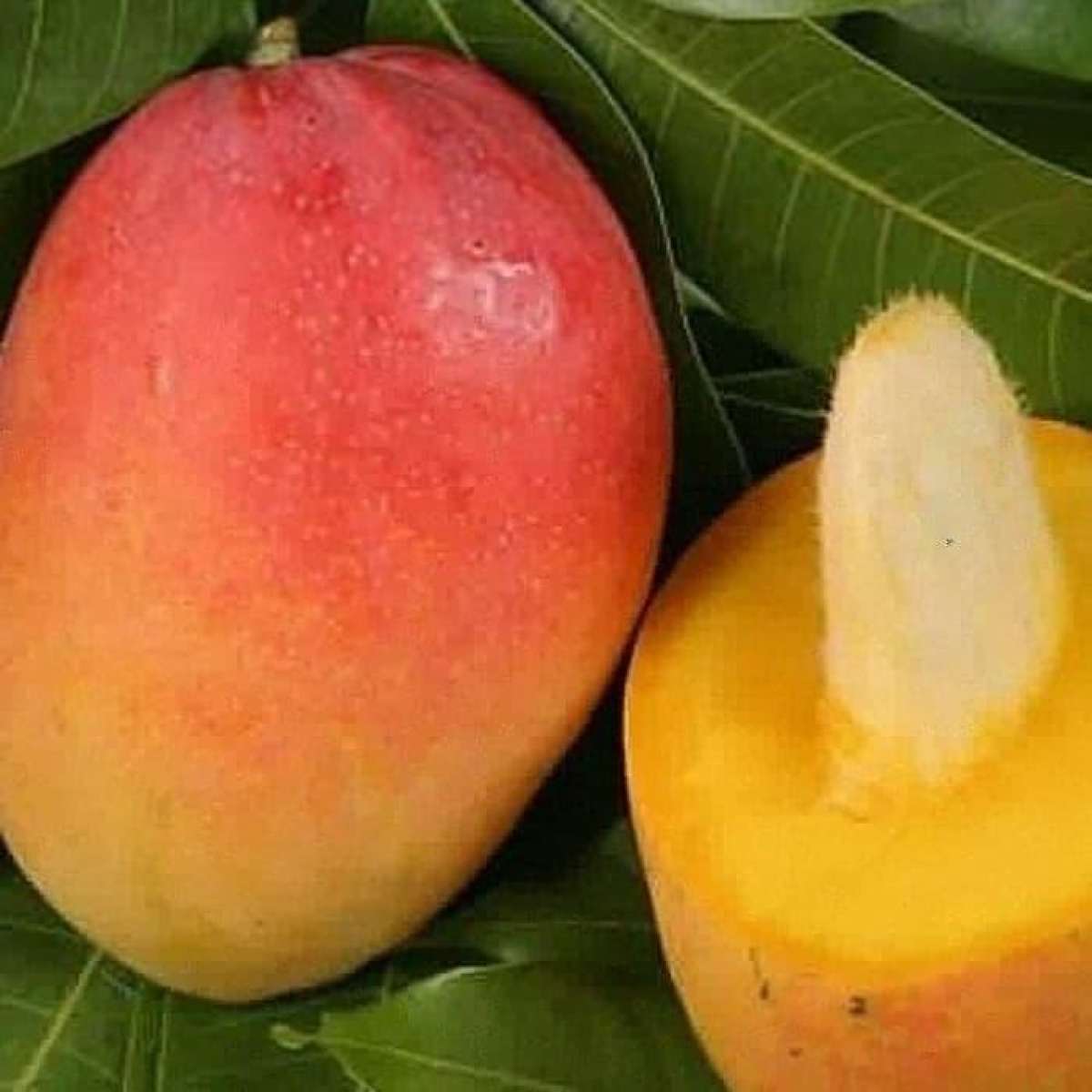 Какого цвета плоды спелого манго