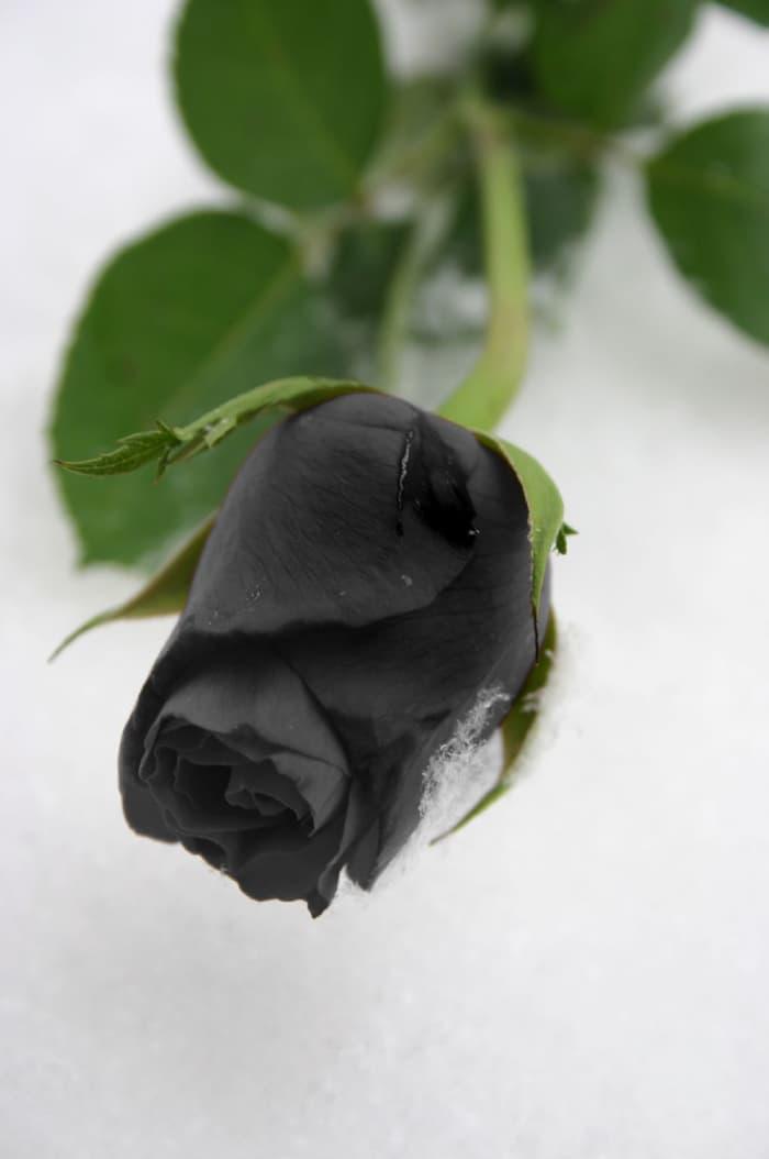 Benih Bibit Bunga Mawar Hitam Black Rose Import Lazada Indonesia