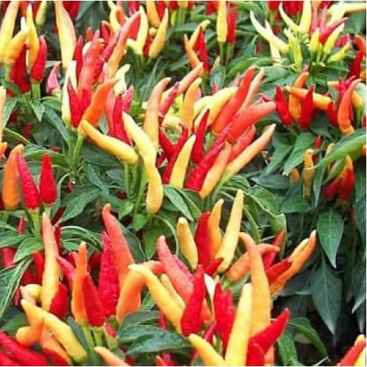	 CABE RAWIT SETAN 35 biji / bibit / benih CABAI RAWIT SETAN - SUPER PEDAS ...!!! - BIBIT UNGGUL	