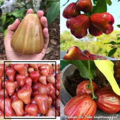 bibit jambu air bajangleang superunggul COD