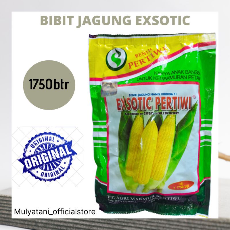 Bibit Benih Sayuran Siap Tanam Jagung Manis Hibrida Exotic Exsotik Pertiwi 1750 Butir Biji 250gram Original Harga 116,471 rupiah*Gratis Ongkir